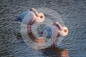 Close up of two Greater Flamingos Phoenicopterus roseus sleeping in the Camargue, Bouches du Rhone, France photo