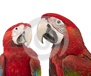 Close-up of two Green-winged Macaws, 1 year old