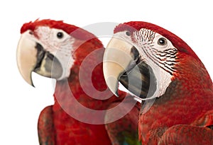 Close-up of two Green-winged Macaws, 1 year old