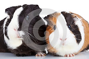 Close up of two guinea pigs