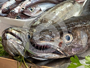 Close-up of two hake fishes (merluccius) offered on a fish market