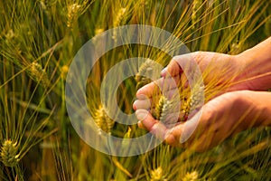 Close up of two hands holding golden wheat spikes on field