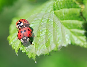 Close up of Two Harlequin Ladybirds mating