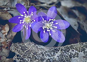 Close-up of two hepatica flowers.
