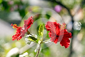 Close-up of two hibiscus flowers on a bright sunny day photo