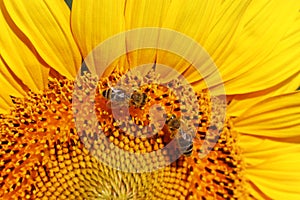 Two honey bees on a sunflower blossom