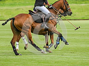 Close up of two horses competing in a polo match.