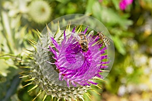 Hoverflies on a Purple Bull Thistle collecting pollen photo