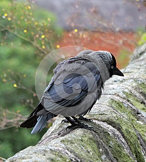 Close up of two jackdaws perched on an old stone wall