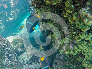 Close up of two king angelfish at isla espanola in the galapagos photo