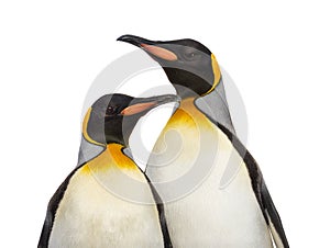 Close-up of two king penguins, isolated