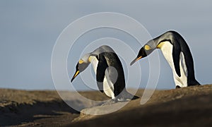 Close up of two King penguins trying to cross a ditch