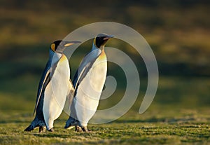 Close up of two King penguins walking on grass