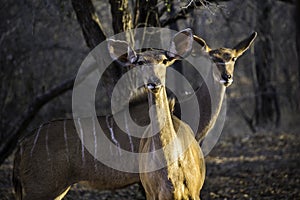 Close up of two Kudu cows looking interestedly at the camera