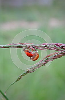 Close up of two lady bugs