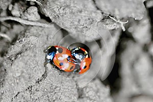 Close up of Two Ladybugs on the Ground