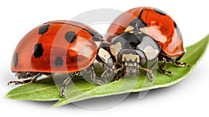 Close-up of two ladybugs interacting on leaf