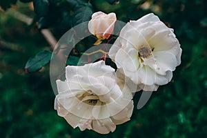 Close-up two large and one small white rose in summer garden with blurred green leaves in background.