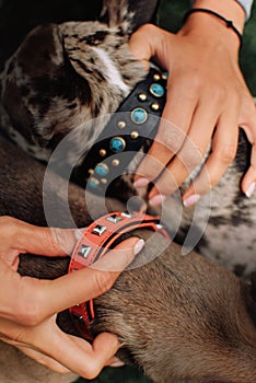 Close up of two leather dog collars on french bulldogs