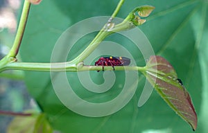 Close up of a two lined spittlebug in Missouri