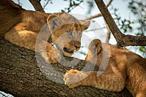 Close-up of two lion cubs on bough