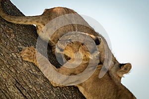 Close-up of two lion cubs climbing tree