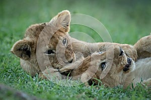 Close-up of two lion cubs playing in grass