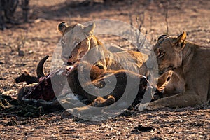 Close-up of two lionesses lying with kill
