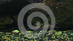 Close-up, Two Little Fish Melanochromis auratus Fight for Food in the Aquarium