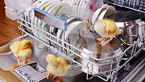 Close-up, two Little yellow ducklings sitting, walking in a dishwasher, sitting on plates, a pan, in a basket. In the