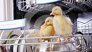 Close-up, two Little yellow ducklings sitting, walking in a dishwasher, sitting on plates, a saucepan, in a basket. In