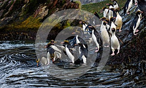 Close up of two Macaroni Penguins amid a raft of Macaroni Penguins hopping down a large rock to the ocean for morning feeding, Coo