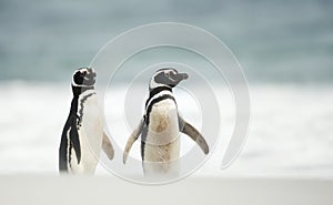Close up of two Magellanic penguins standing on a sandy beach