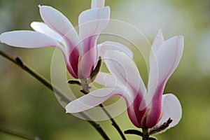 Close up of two magnolia flowers