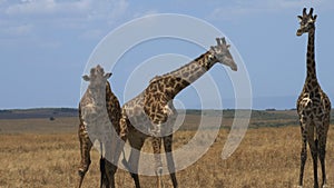 Close up of two male giraffe headbutting to establish dominance as a third watches on in masai mara game reserve