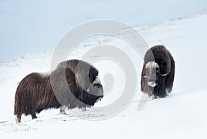 Close up of two male Musk Oxen standing in snowy mountains