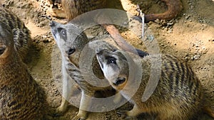 Close up two meerkats looking up alerted