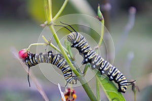 Close up of two monarch butterfly caterpillars