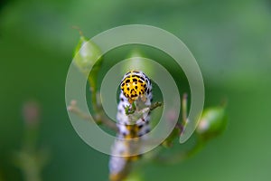 Close-up from two Mullein moth caterpillar - Cucullia verbasci picture taken in Netherlands June 2020