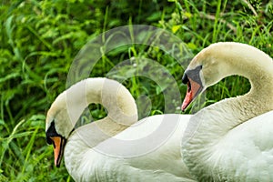 Close up of two Mute Swans Signus olor