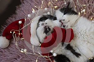 close-up of two muzzles of black - white kittens sleeping in embrace. One kitten wearing Santa hat