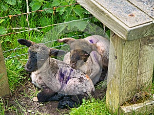 A close up of two new born lambs sheltering under a stile at a fence