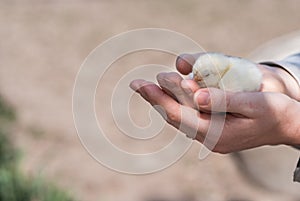 Close up two newborn yellow chicken on the hand of woman and on natural background