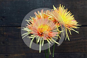 Close up of two orange and yellow spider chrysanthemums