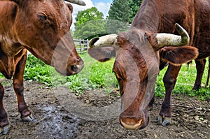 Close up of Two Oxen photo