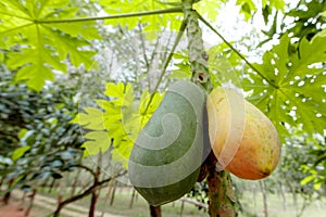 Close up of two papayas, the unrip papaya is green and rip papaya is yellow, hanging on the papaya tree