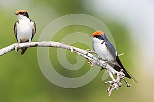 Close-up of two pearl breasted swallows