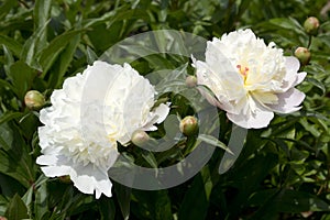 Close up of two peonies in a garden