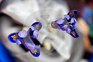 Close-up of two picturesque bright irises on abstract light background, floral Magical tints of Blue infinity for