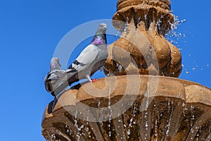 Close up of two pigeons perched on a water fountain